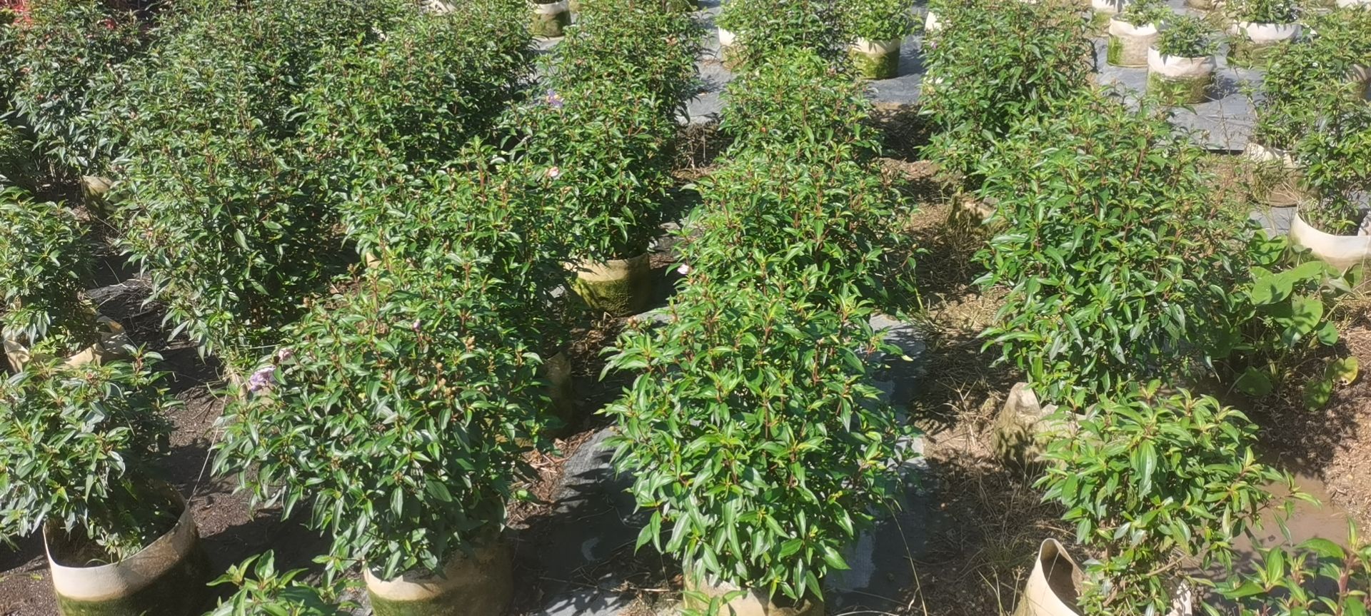 巴西牡丹，紫牡丹基地直发大量现货