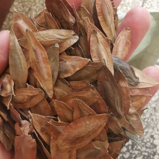安国市杜仲种子 杜仲籽 提供种植技术 包邮 批发零售均可