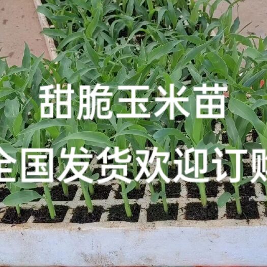 通海县甜脆玉米苗