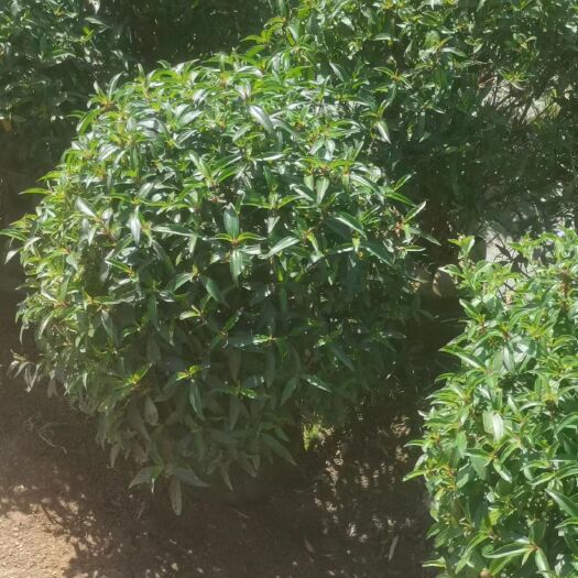 揭阳巴西牡丹，紫牡丹基地现货大量现货供应