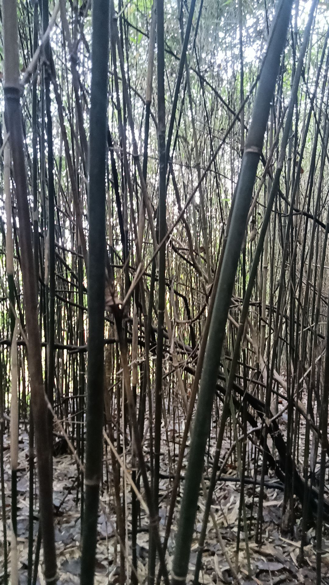 菜架竹，哩竹一手货源