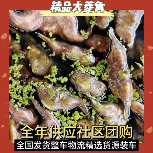 仙桃市嫩菱角，大个，白净，基地，浮出水，欢迎采购，货源长期稳定优质