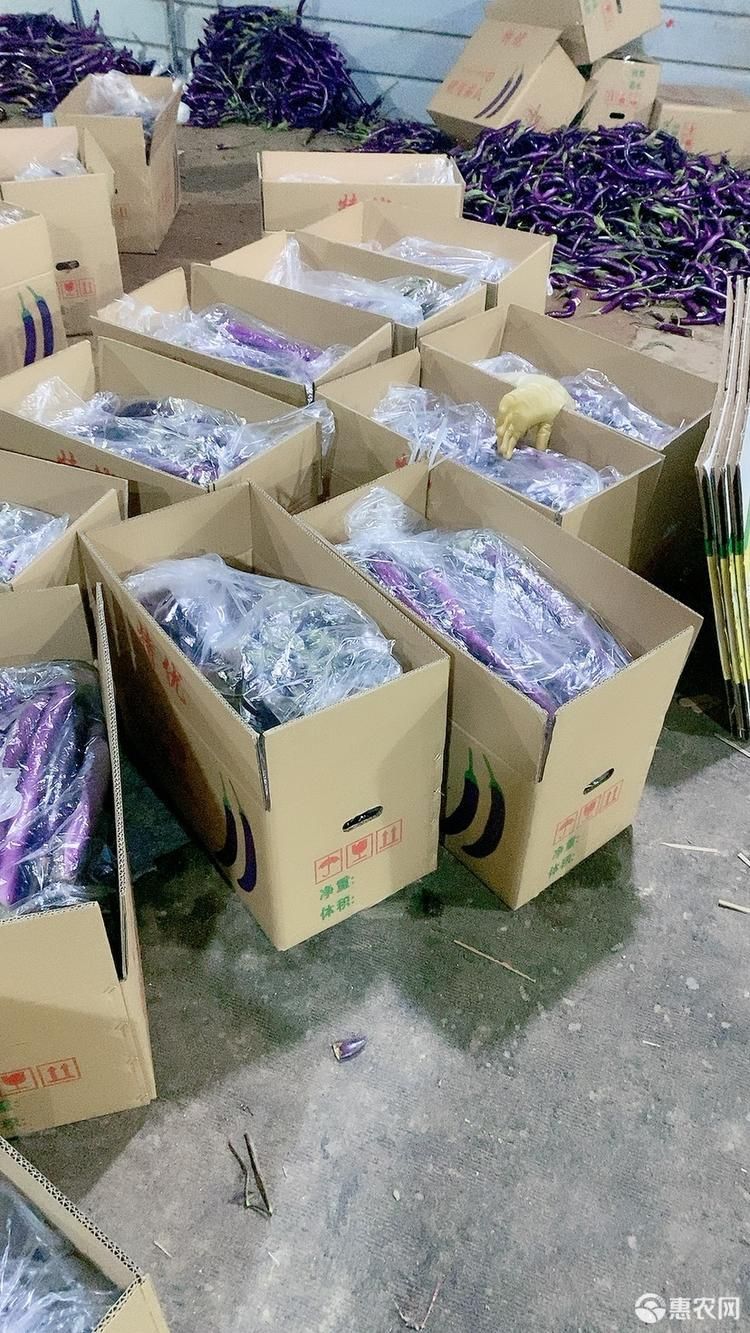 优质同安红线茄 茄子 线茄 705.706全国发货 产地代办