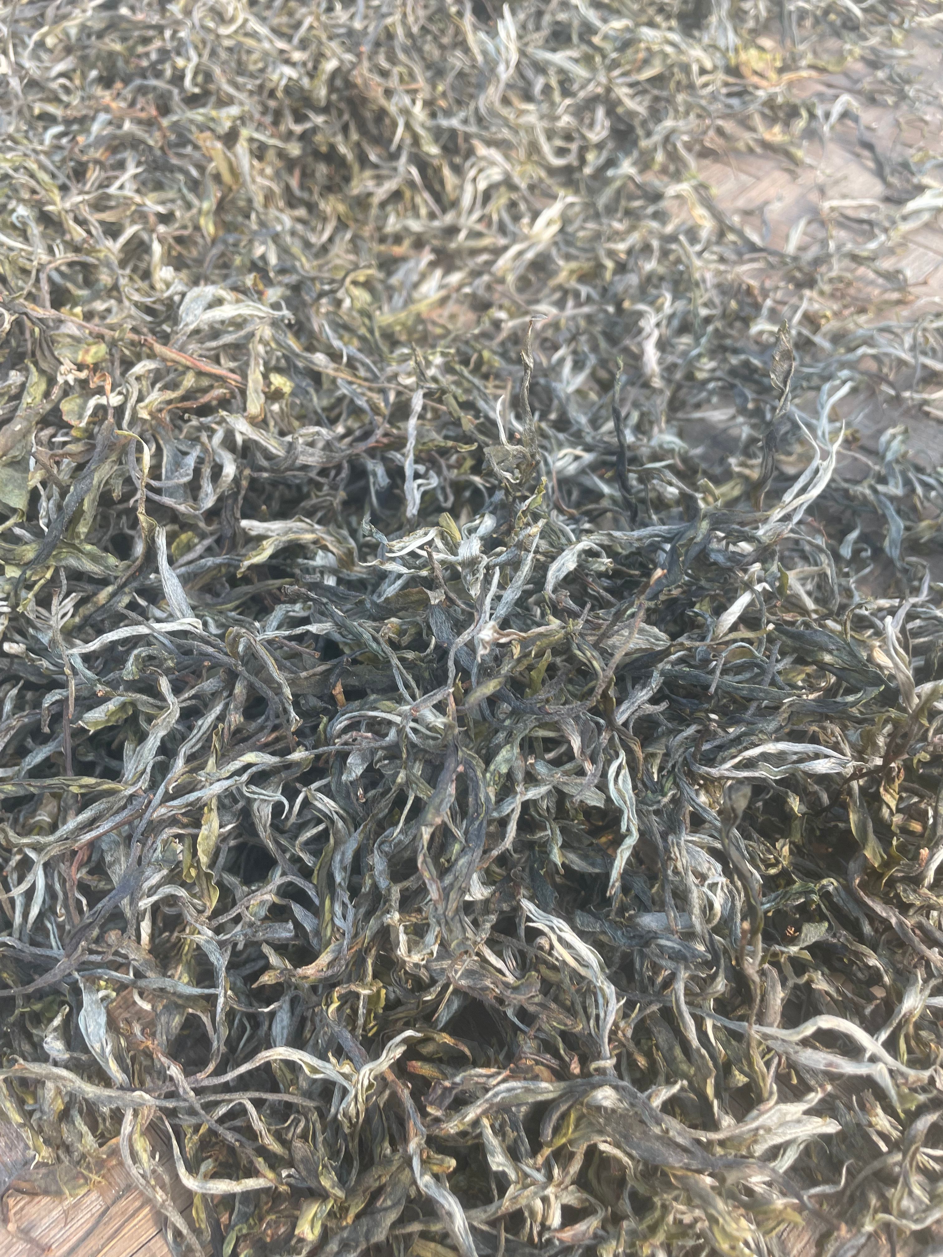 2023南糯山姑娘寨古树