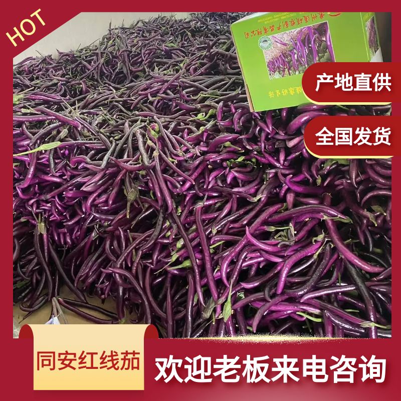 茄子 优质同安红线茄 线茄 705.706全国发货 产地代办