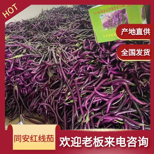 茄子 优质同安红线茄 线茄 705.706全国发货 产地代办