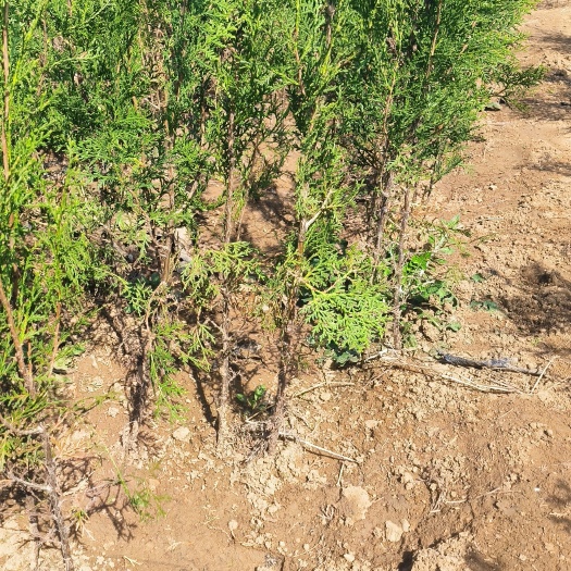 莒南县侧柏，侧柏苗，营养钵侧柏，80公分侧柏