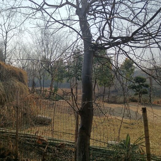 武汉景观朴树（胸径18----20）