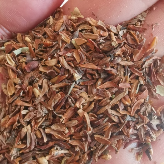 连翘种子 连翘籽 药用连翘 包邮 大货批发零售均可