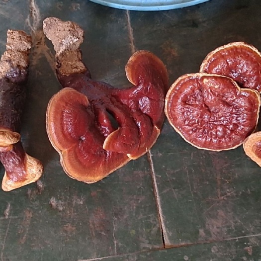 金寨县金寨金边灵芝(林下椴木灵芝)包邮