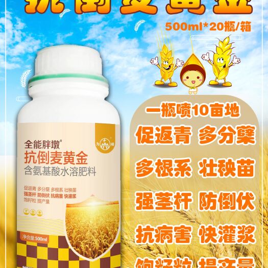 广平县麦黄金  小麦专用