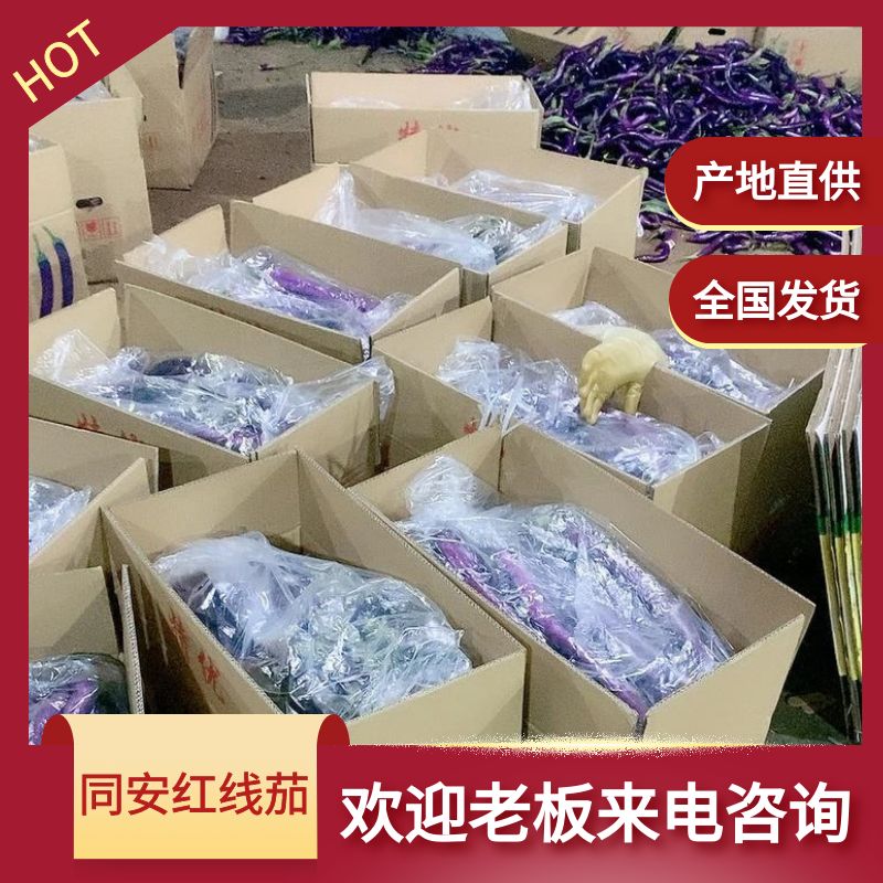 优质同安红线茄 茄子 线茄 705.706全国发货 产地代办