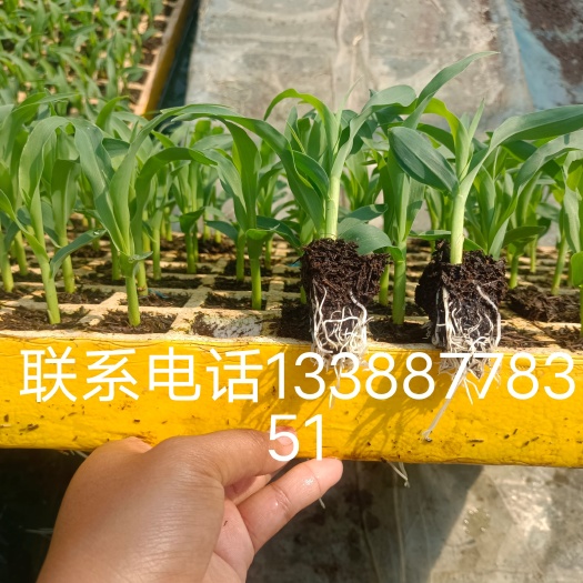 通海县甜脆玉米苗