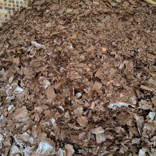 遂溪县茶麸片