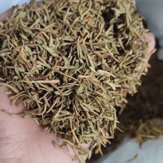 清远金银花 花蕾 颜色青绿
