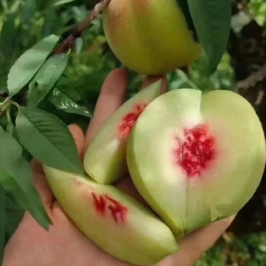 灵山县鹰嘴蜜桃苗 果大、清甜、爽脆、有蜜味