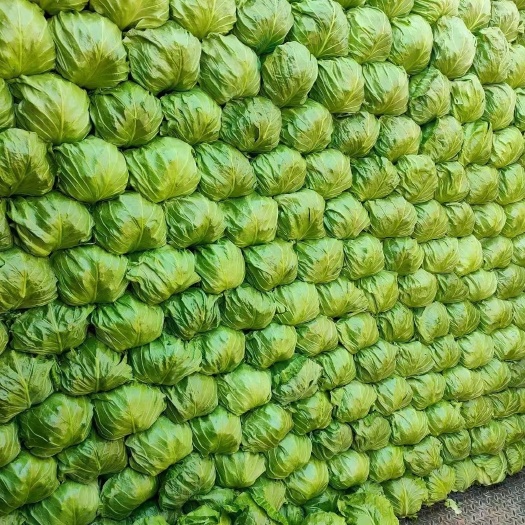 邯郸甘蓝，中甘系列
