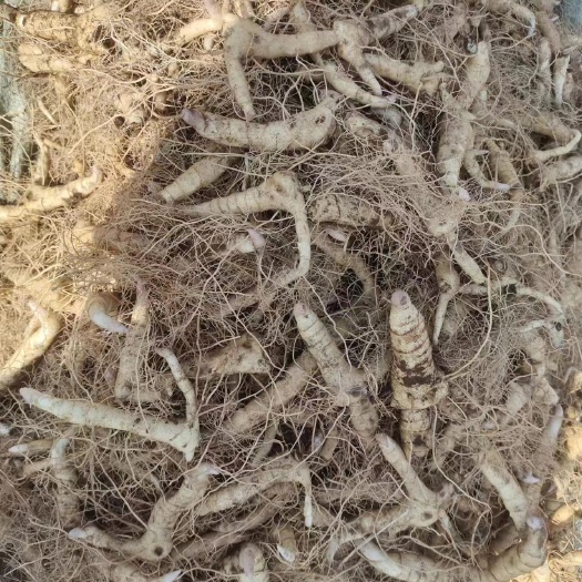黄精种苗  鸡头黄精小苗 芽头 现挖现发，自家基地种源有保障