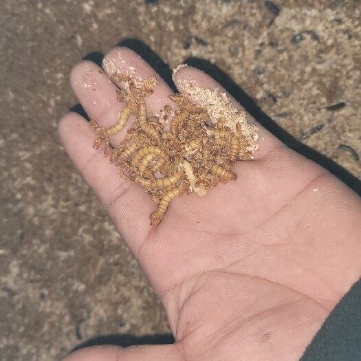 唐县优质黄粉虫 鲜虫 干品