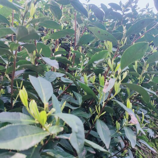 建德市茶青叶龙井43本地老茶种