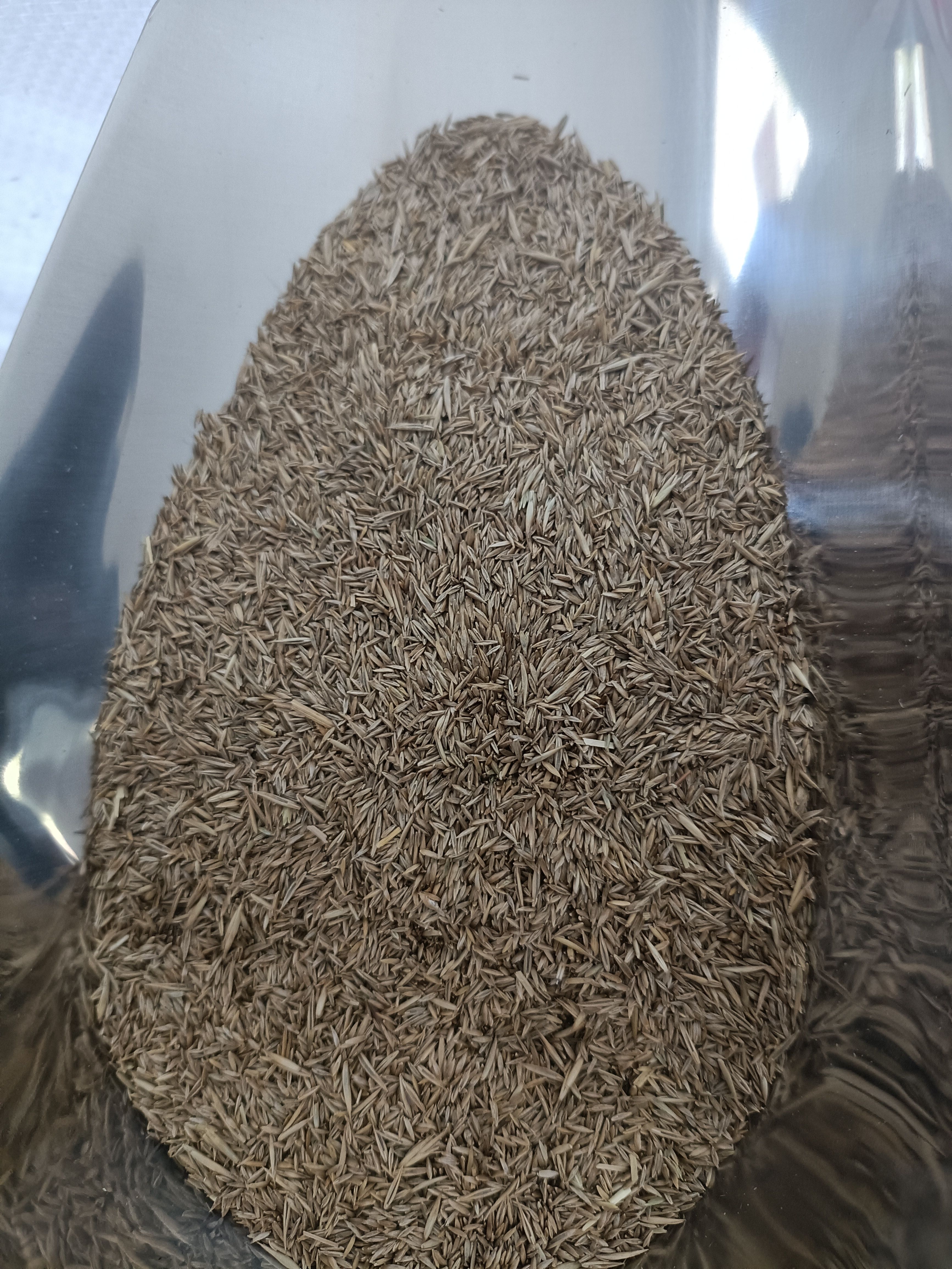 早熟禾种子，草坪种子 四季青草种庭院绿化种子草籽 低矮耐践踏