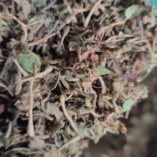 清远金银花