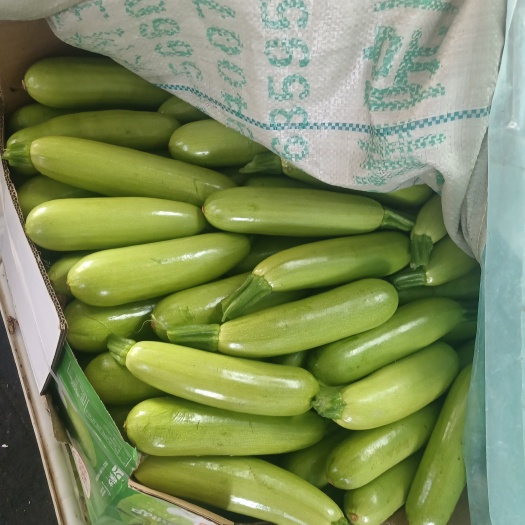 平邑县好货西葫芦