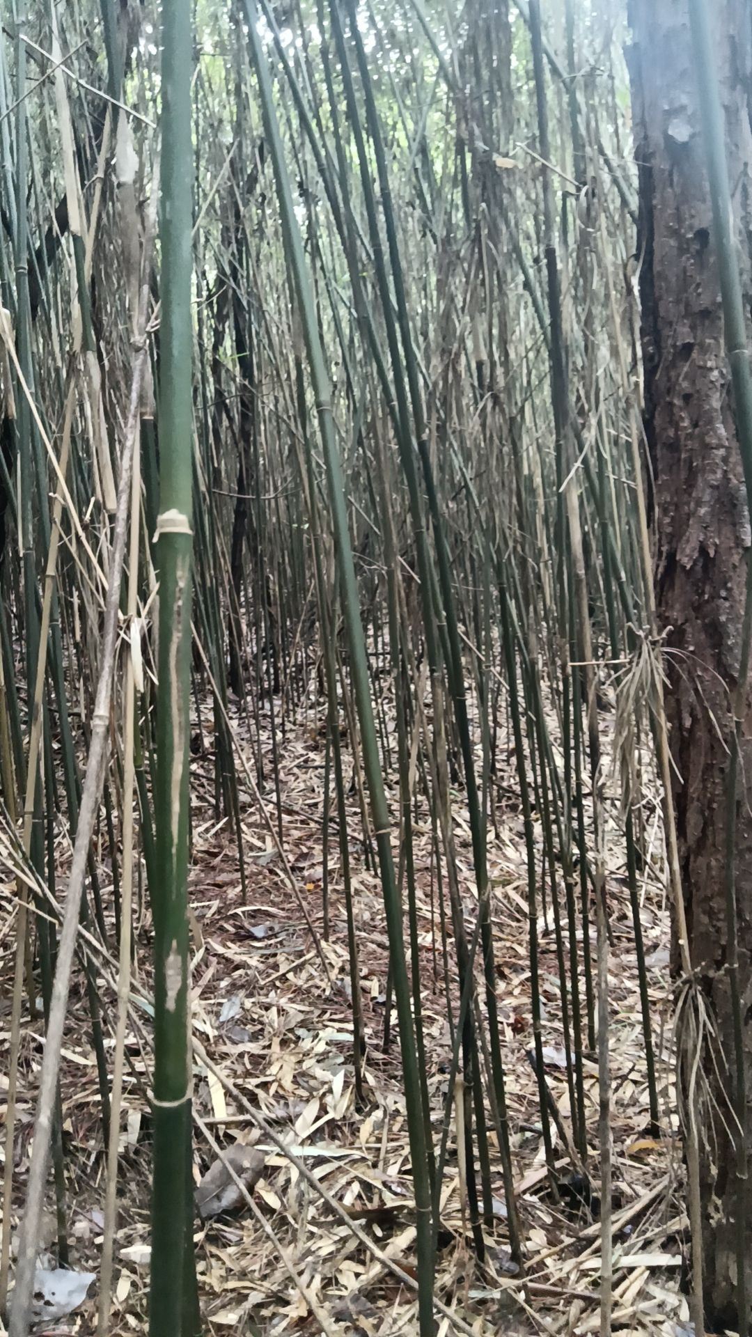 菜架竹，哩竹一手货源