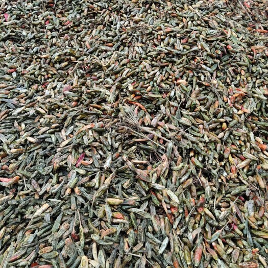 临颍县临颖县辣椒产地，青辣椒干度一抓碎，纯青辣椒，质量品质好