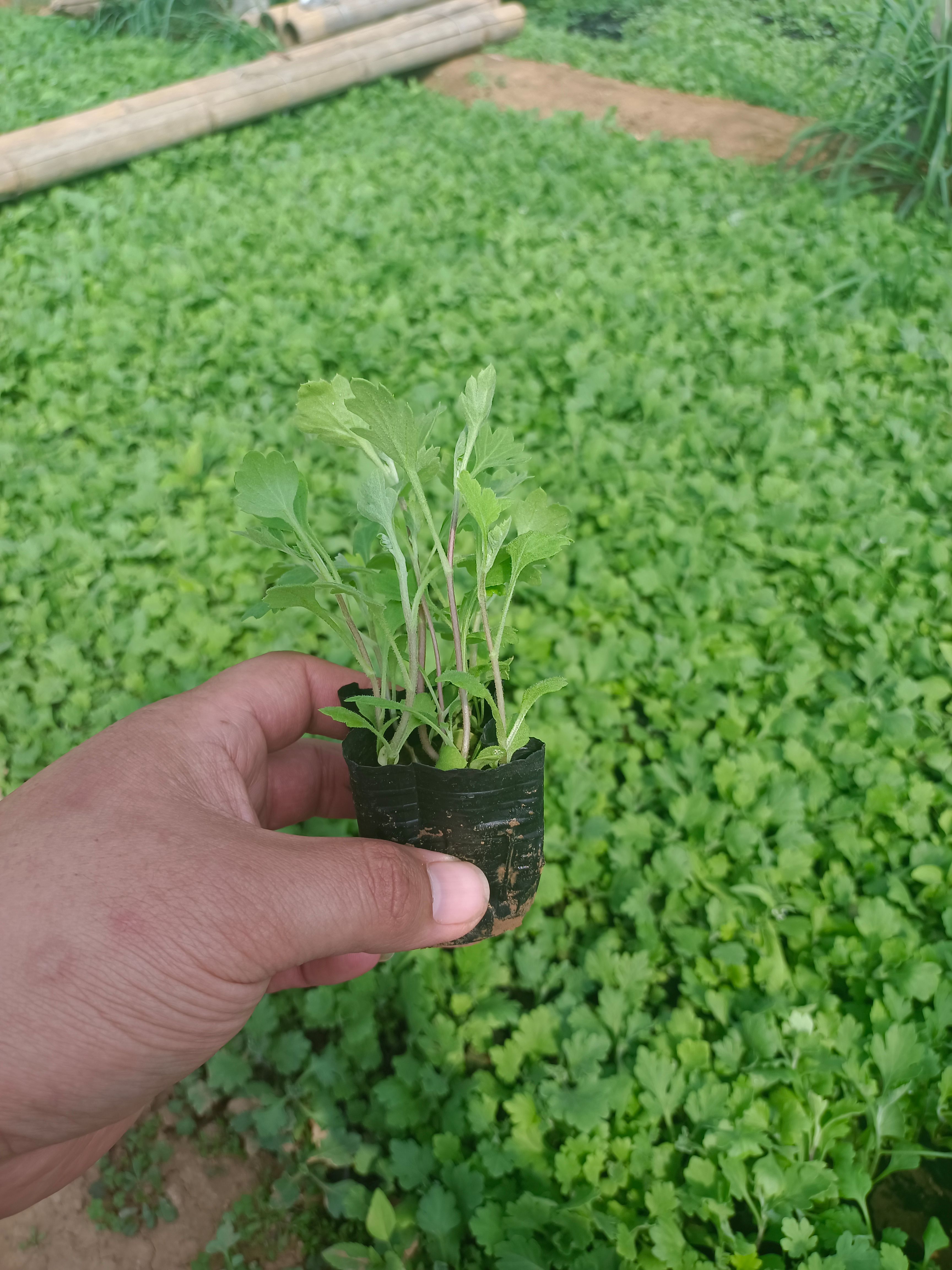 地被菊