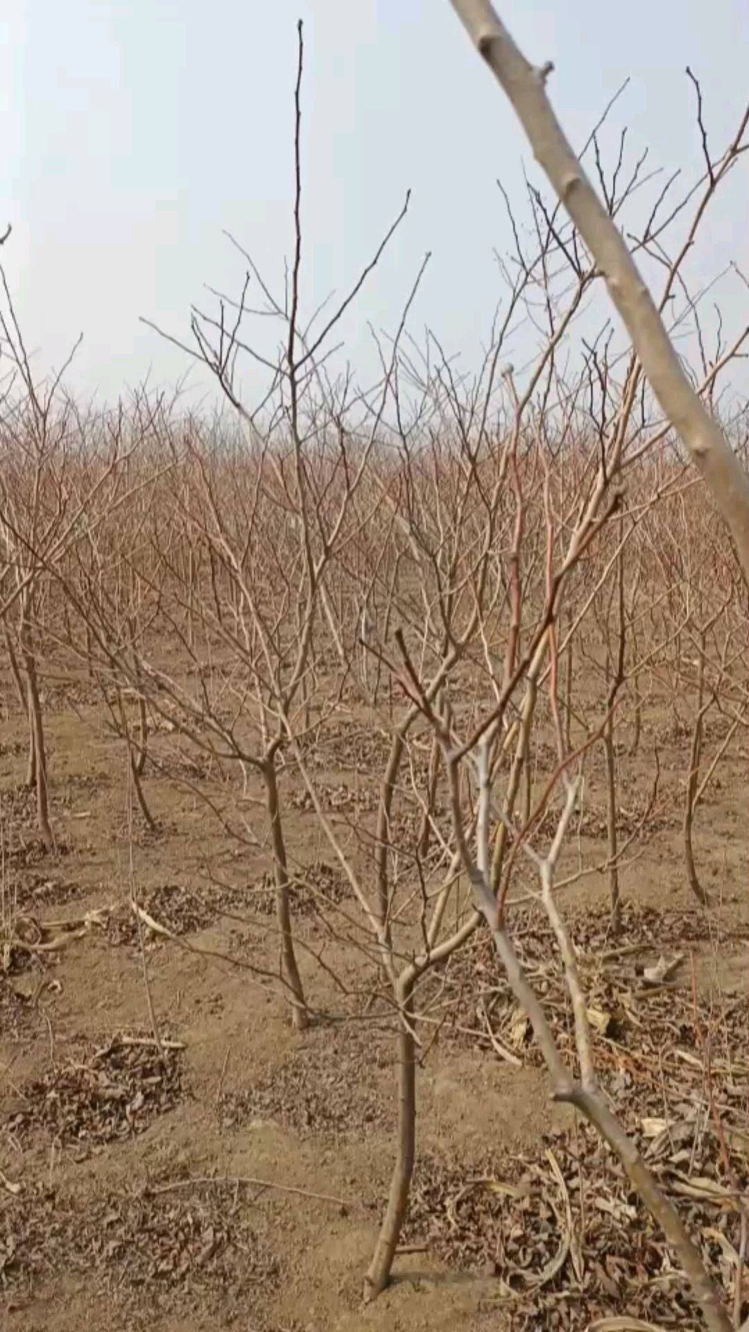 大金星山楂树苗