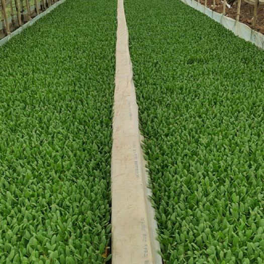 陆良县出售油麦菜32万株