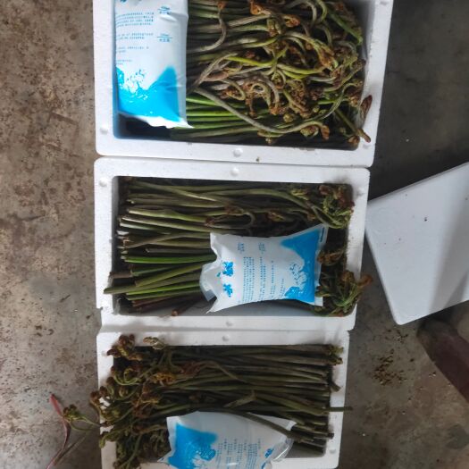 修文县收代发 蕨菜大量有 甜蕨 低价 有意者联系