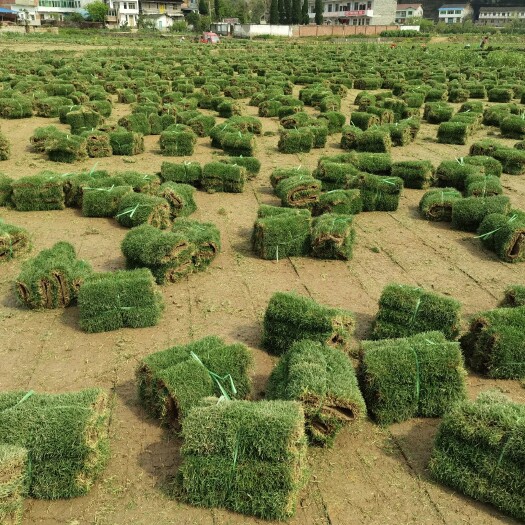 大竹县精品青草圈