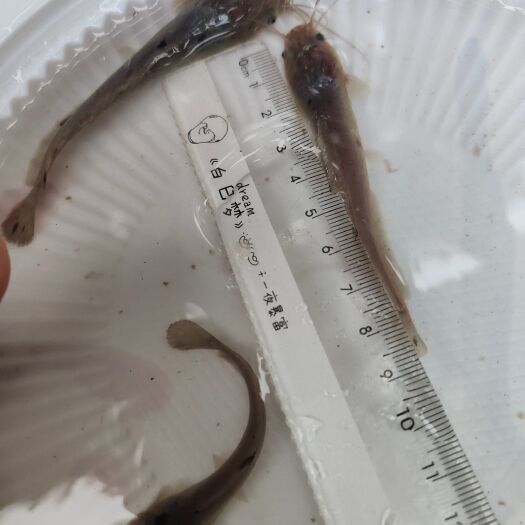南宁埃及鱼苗  胡子鲶 产地直销  快大好养   现货直供