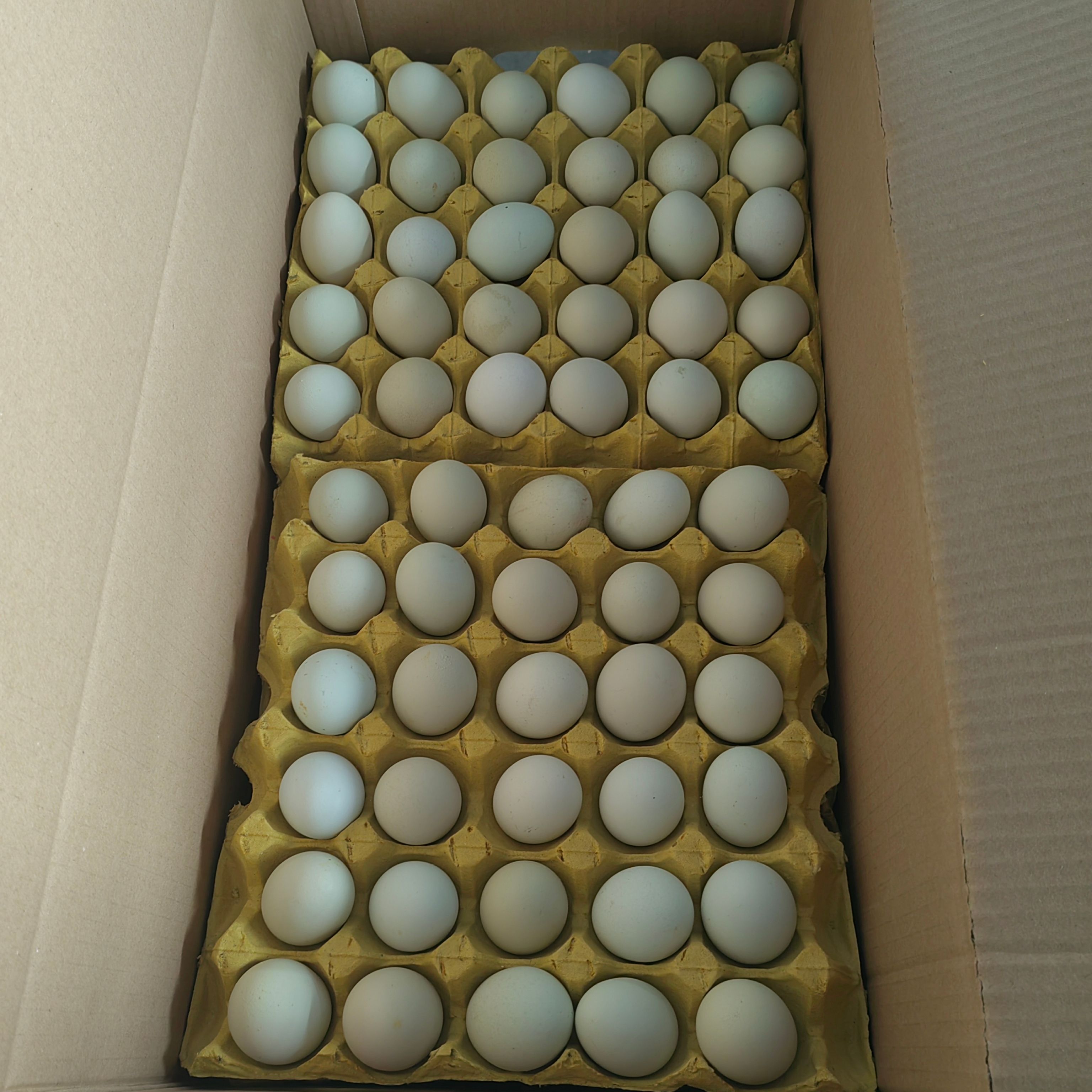 绿壳360个/净重37/一斤9个