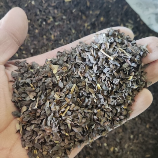 泗水县纯新徐长卿种子