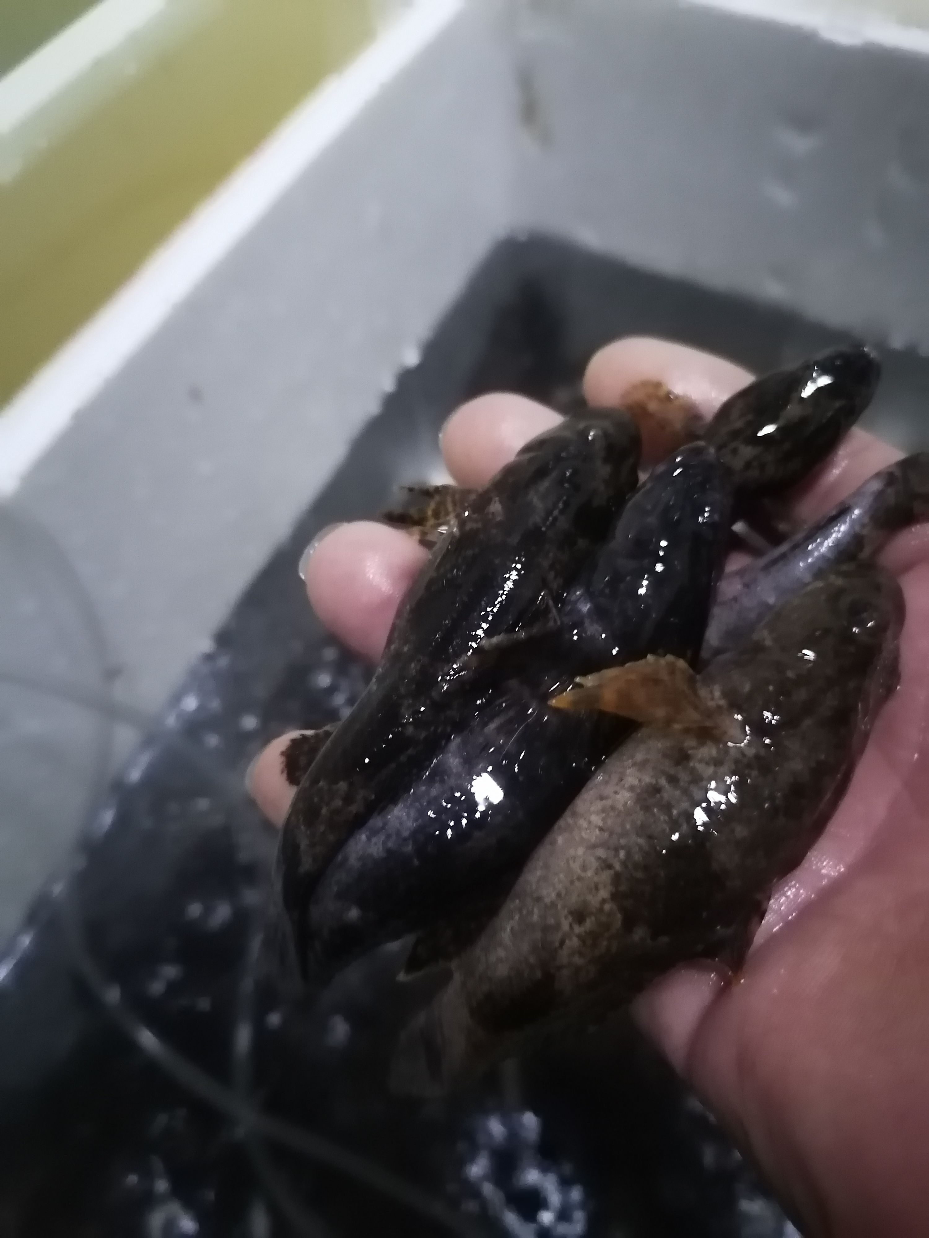 沙塘鳢鱼