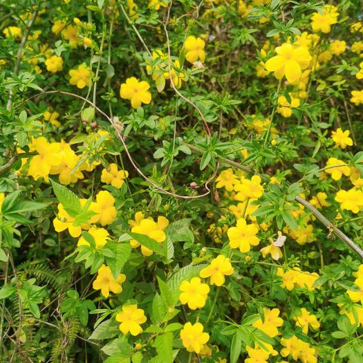 郴州基地直销迎春花报春花黄素馨地被小苗绿化工程苗