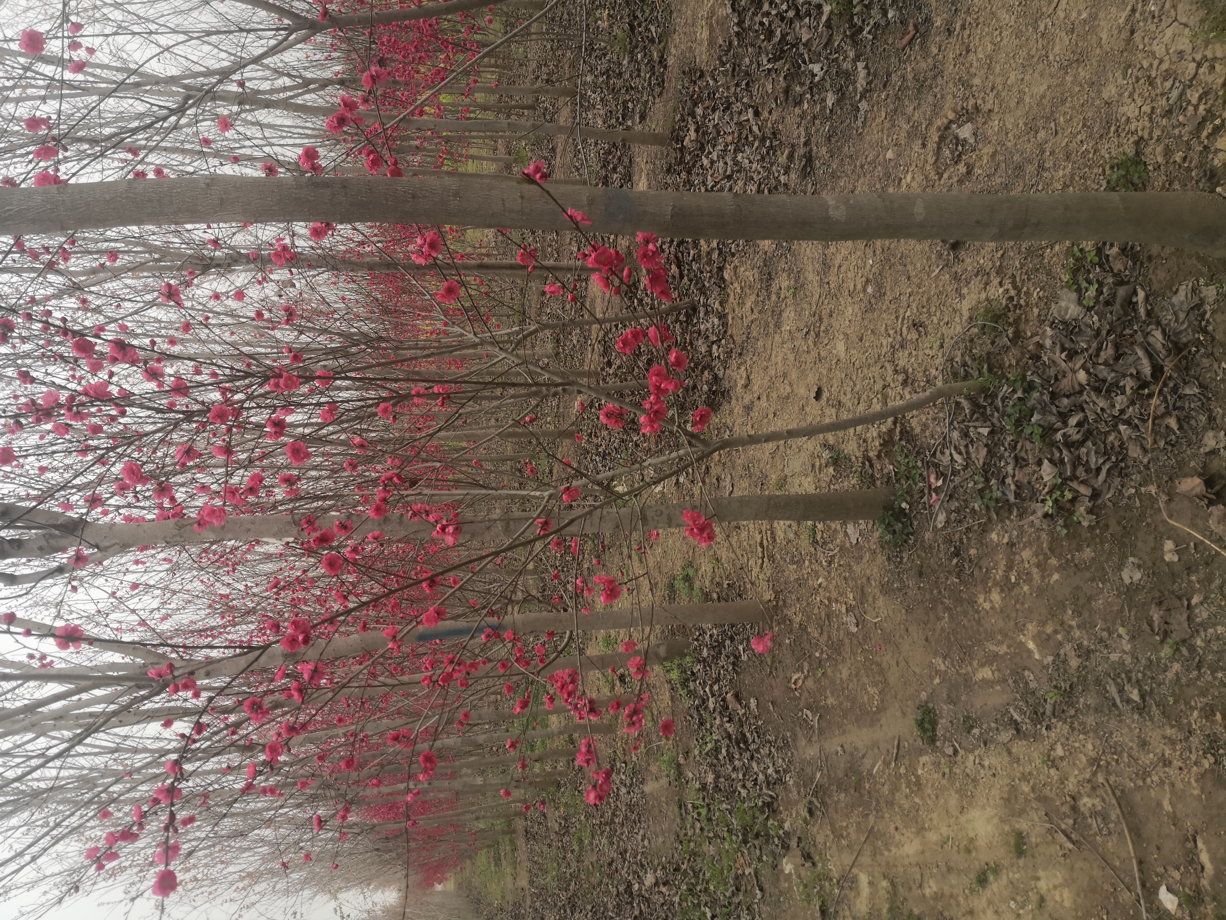 绿地园林花木场