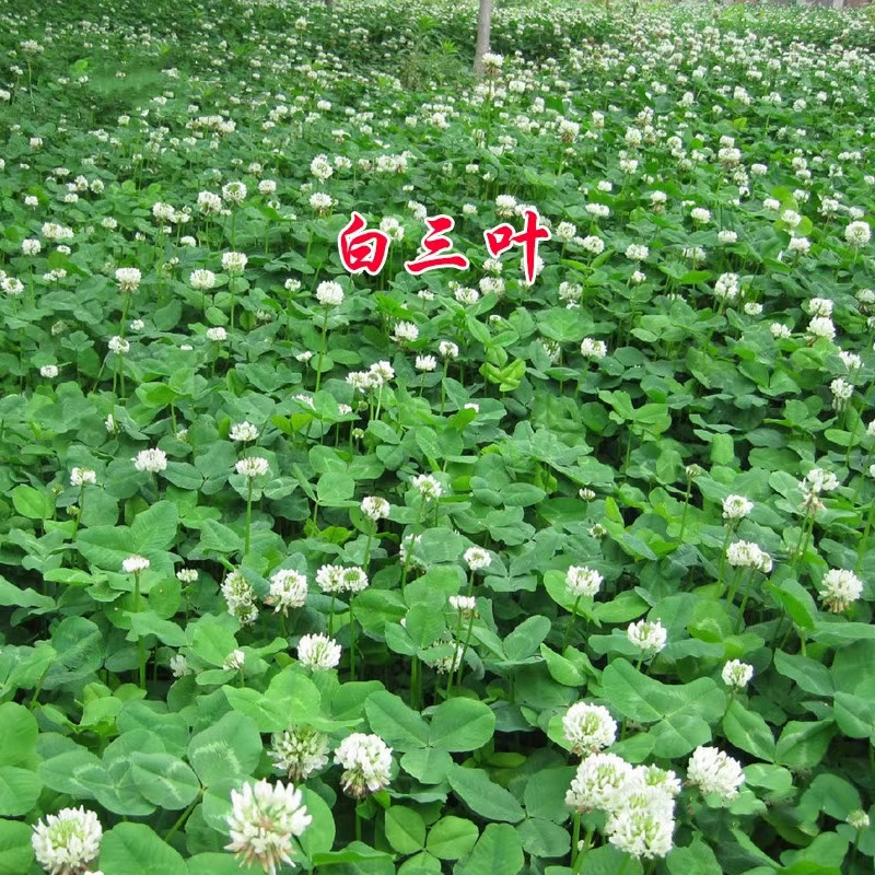 郑州三叶草种子  白三叶生长期长，适应性强，耐干旱，可观赏可牧用