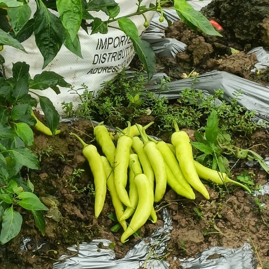 玉林广西白椒