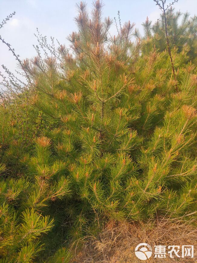 油松山西大量供应各种规格油松基地