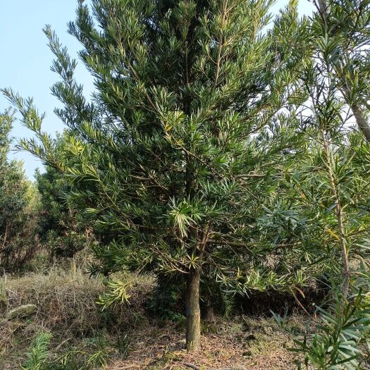 奉新县罗汉松8公分批发自产自销苗圃直供批发精品罗汉松8公分可上工程