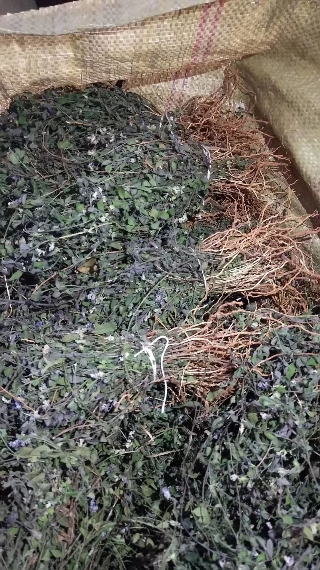 干品来马回瓜子金勒马回