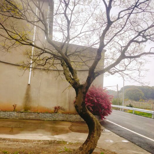 常州造型朴树