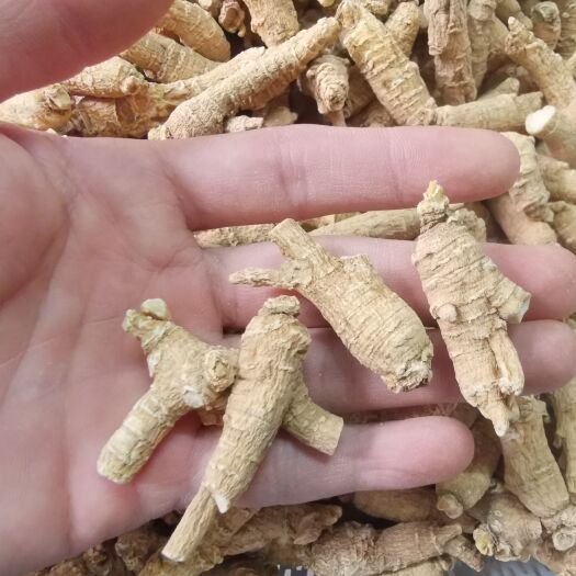 广州【推荐】西洋参粒头原丛4克花旗参粒头整枝（香味浓郁回甘）