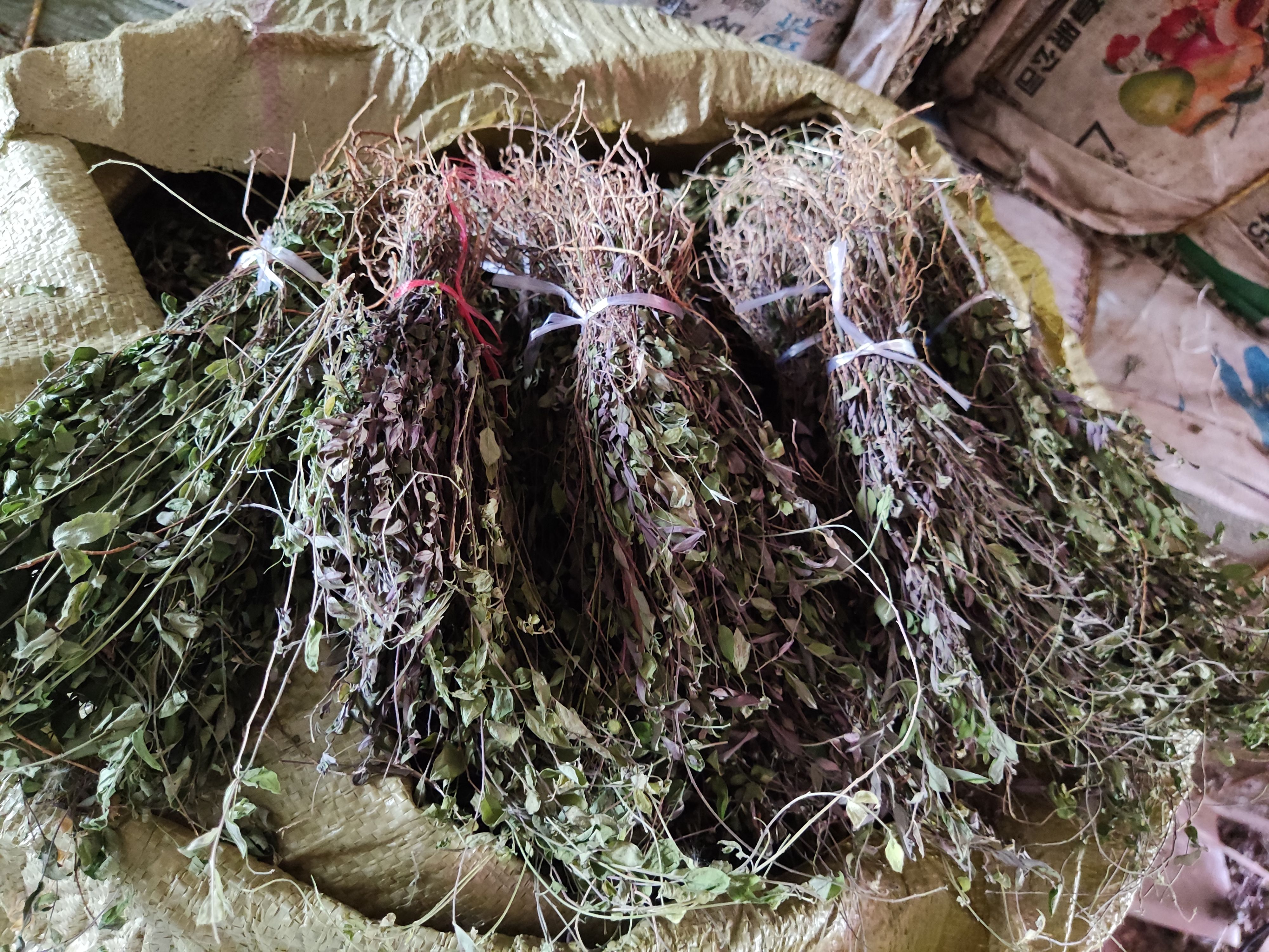 干品来马回瓜子金勒马回