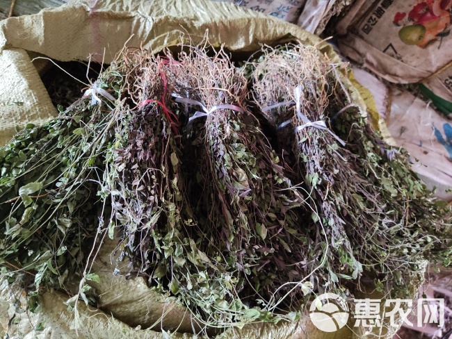 干品来马回瓜子金勒马回