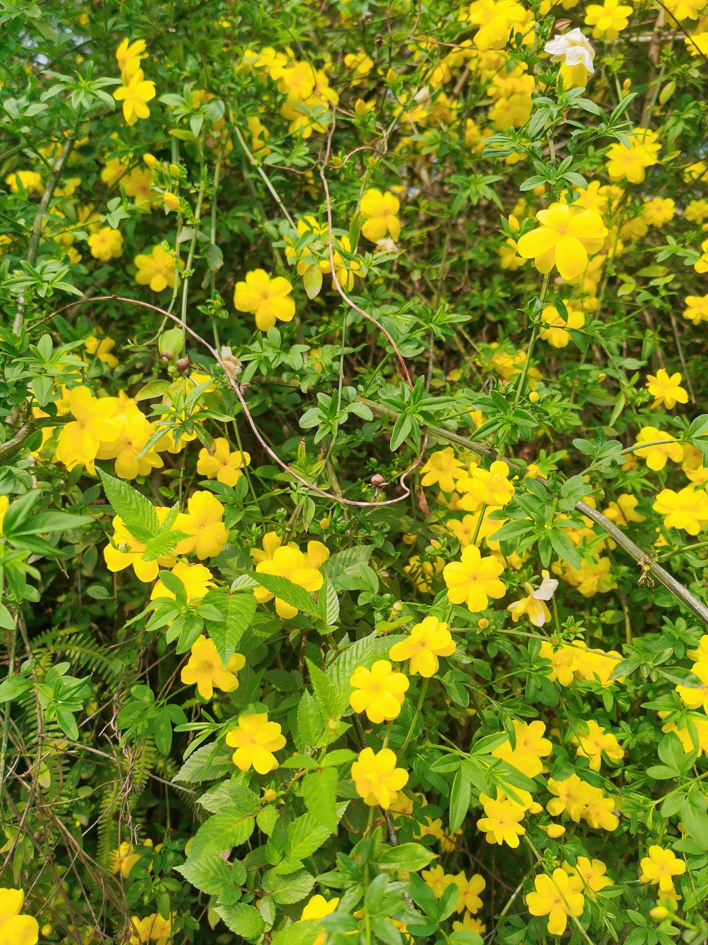 基地直销迎春花报春花黄素馨地被小苗绿化工程苗